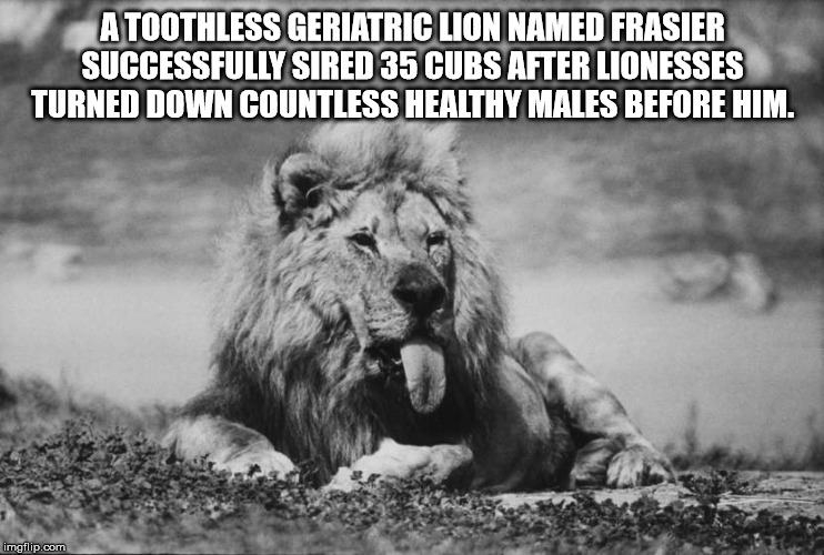 frasier the sensuous lion - A Toothless Geriatric Lion Named Frasier Successfully Sired 35 Cubs After Lionesses Turned Down Countless Healthy Males Before Him. imgflip.com