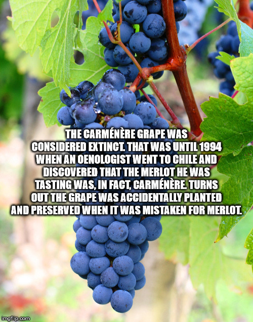 black grapes benefits in urdu - The Carmnre Grape Was Considered Extinct That Was Until 1994 When An Oenologist Went To Chile And Discovered That The Merlot He Was Tasting Was, In Fact, Carmenere. Turns Out The Grape Was Accidentally Planted And Preserved
