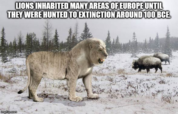Lions Inhabited Many Areas Of Europe Until They Were Hunted To Extinction Around 100 Bce. imgflip.com