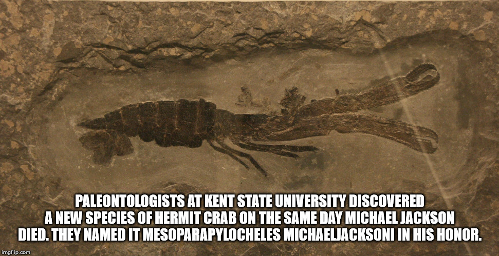 hoplocarida fossiles - Paleontologists At Kent State University Discovered A New Species Of Hermit Crab On The Same Day Michael Jackson Died. They Named It Mesoparapylocheles Michaeljacksoni In His Honor. imgflip.com
