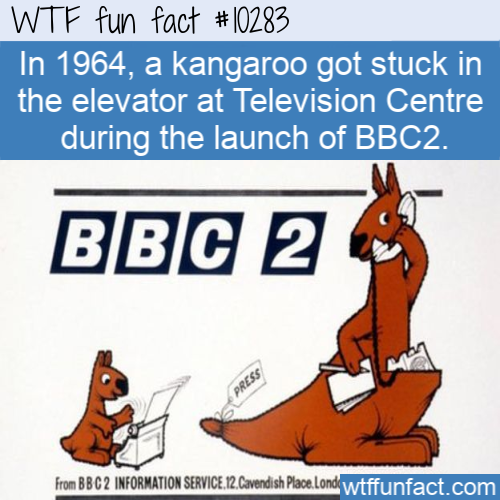 cartoon - Wtf fun fact In 1964, a kangaroo got stuck in the elevator at Television Centre during the launch of BBC2. Bbc 2 Press fron Bbc 2 Information Service. 12. Cavendish Place.Lond wtffunfact.com