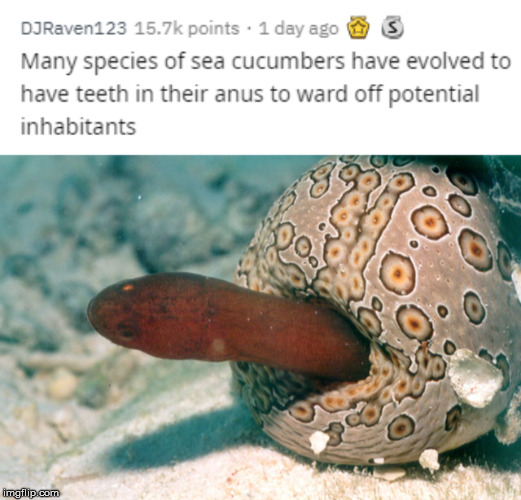 sea cucumber fish - DJRaven123 points . 1 day ago S Many species of sea cucumbers have evolved to have teeth in their anus to ward off potential inhabitants 0 0 00 imgfilip.com