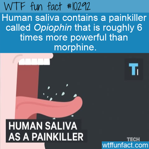 Fun Facts to Swell Your Head