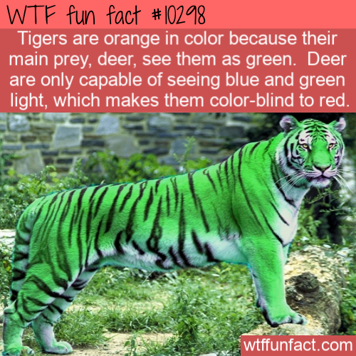 green tiger - Wtf fun fact Tigers are orange in color because their main prey, deer, see them as green. Deer are only capable of seeing blue and green light, which makes them colorblind to red. wtffunfact.com