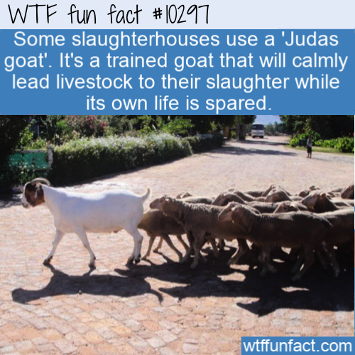 goat - Wtf fun fact Some slaughterhouses use a Judas goat'. It's a trained goat that will calmly lead livestock to their slaughter while its own life is spared. wtffunfact.com