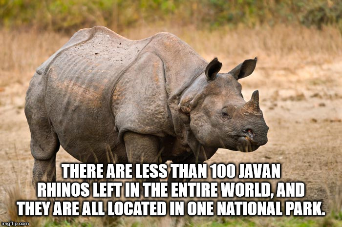 greater one horned rhino - There Are Less Than 100 Javan Rhinos Left In The Entire World, And They Are All Located In One National Park. imgflip.com