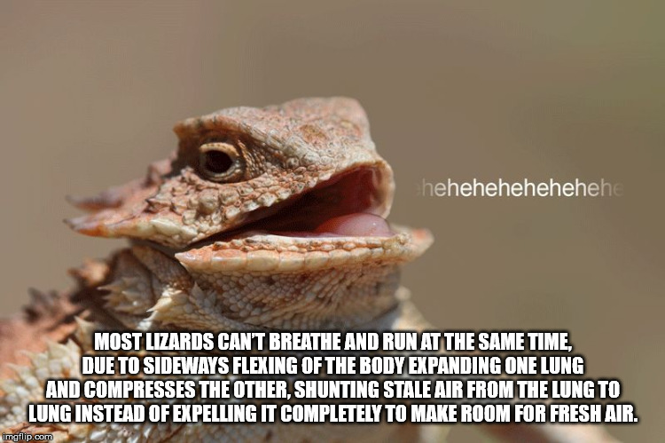 hehe lizard gif - hehehehehehehehe Most Lizards Can'T Breathe And Run At The Same Time, Due To Sideways Flexing Of The Body Expanding One Lung And Compresses The Other, Shunting Stale Air From The Lung To Lung Instead Of Expelling It Completely To Make Ro