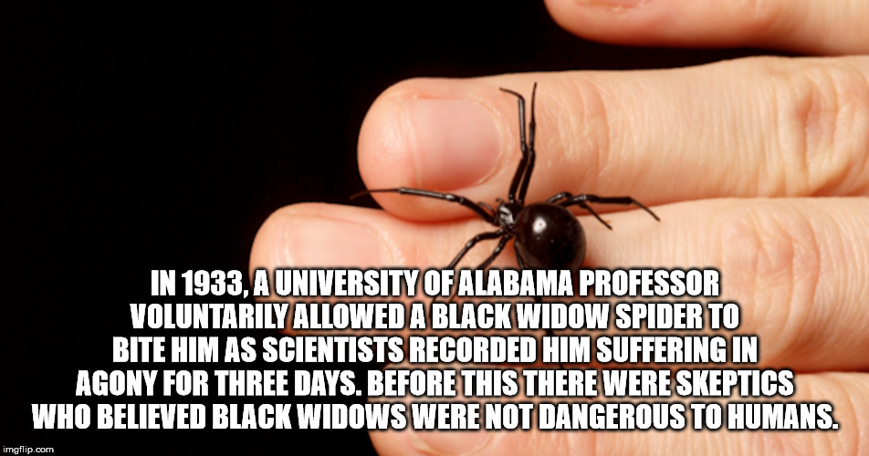 desi talk - In 1933, A University Of Alabama Professor Voluntarily Allowed A Black Widow Spider To Bite Him As Scientists Recorded Him Suffering In Agony For Three Days. Before This There Were Skeptics Who Believed Black Widows Were Not Dangerous To Human