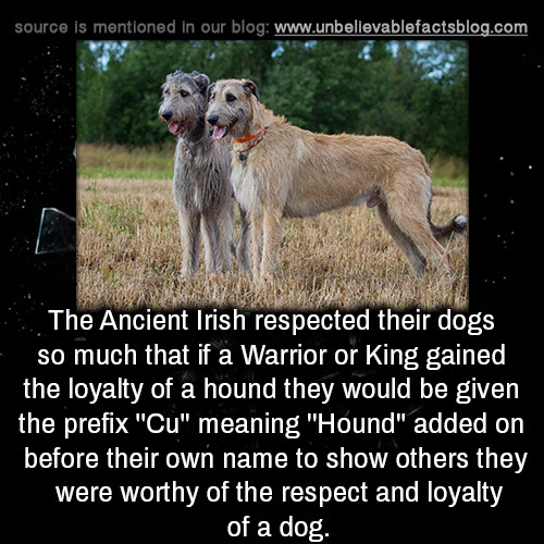 source is mentioned in our blog The Ancient Irish respected their dogs so much that if a Warrior or King gained the loyalty of a hound they would be given the prefix "Cu" meaning "Hound" added on before their own name to show others they were worthy of th