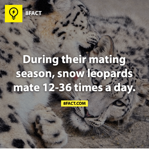 8FACT During their mating season, snow leopards mate 1236 times a day. Bfact.Com