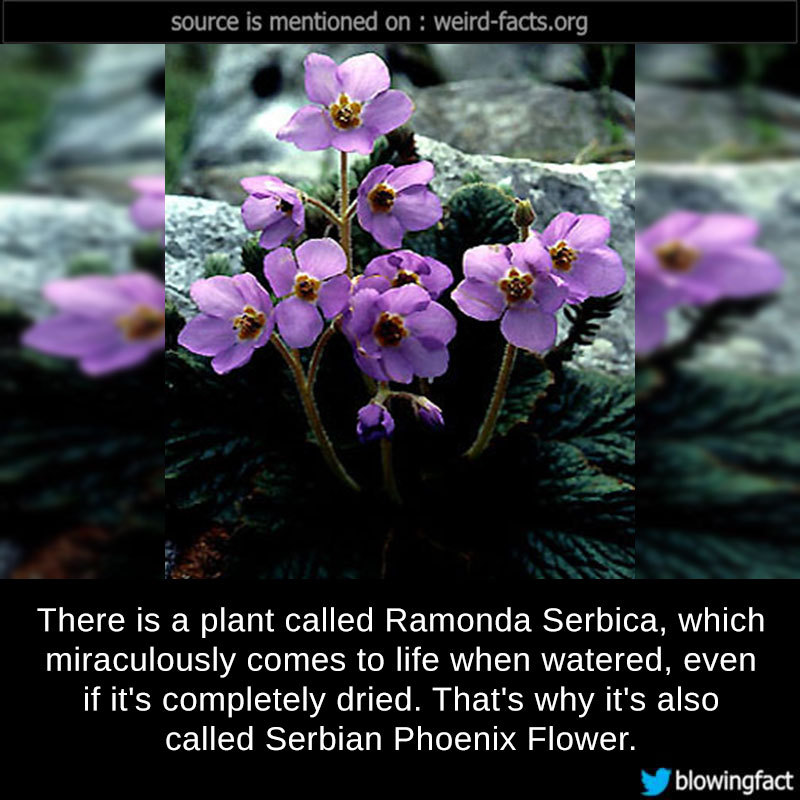 source is mentioned on weirdfacts.org, There is a plant called Ramonda Serbica, which miraculously comes to life when watered, even if it's completely dried. That's why it's also called Serbian Phoenix Flower. y blowingfact