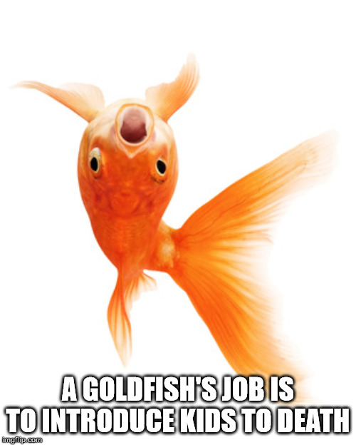 orange - A Goldfish'S Job Is To Introduce Kids To Death imgp.com