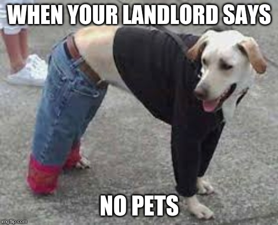 funny human dogs - When Your Landlord Says No Pets imgflip.com