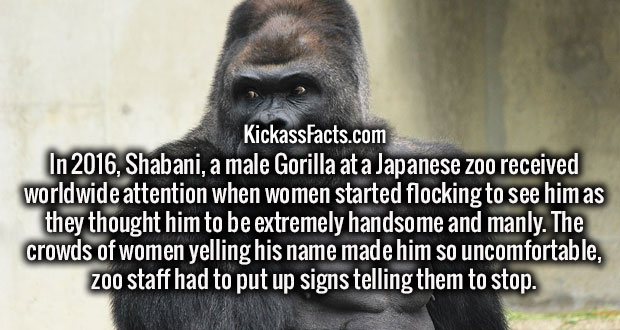 photo caption - KickassFacts.com In 2016, Shabani, a male Gorilla at a Japanese zoo received worldwide attention when women started flocking to see him as they thought him to be extremely handsome and manly. The crowds of women yelling his name made him s