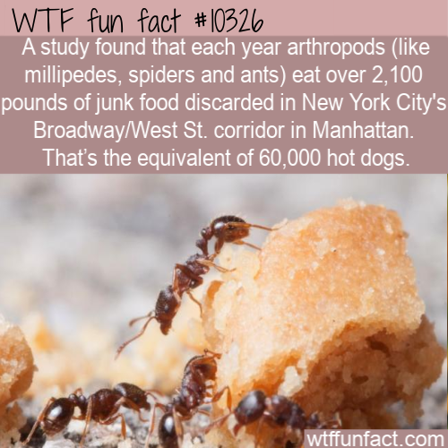 frozen dessert - Wtf fun fact A study found that each year arthropods millipedes, spiders and ants eat over 2,100 pounds of junk food discarded in New York City's BroadwayWest St. corridor in Manhattan. That's the equivalent of 60,000 hot dogs. wtffunfact