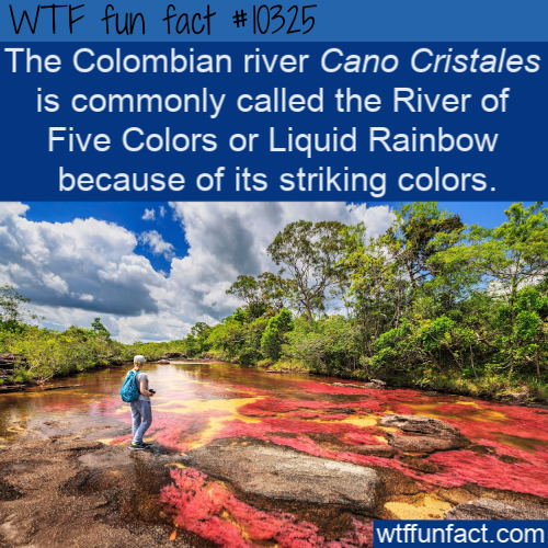 nature - Wtf fun fact The Colombian river Cano Cristales is commonly called the River of Five Colors or Liquid Rainbow because of its striking colors. wtffunfact.com