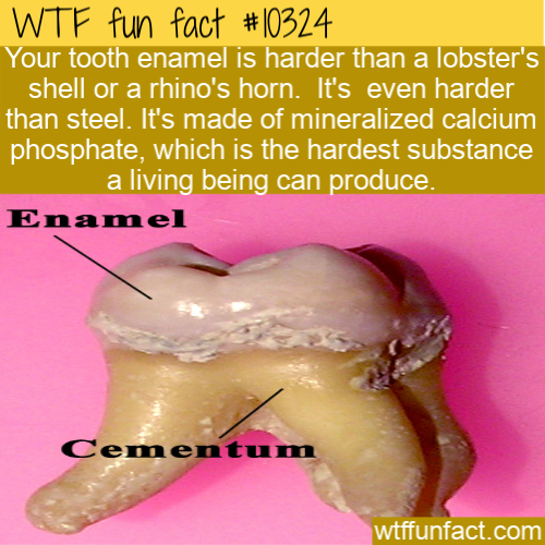 me myself and i quotes - Wtf fun fact Your tooth enamel is harder than a lobster's shell or a rhino's horn. It's even harder than steel. It's made of mineralized calcium phosphate, which is the hardest substance a living being can produce. Enamel Ceme wtf