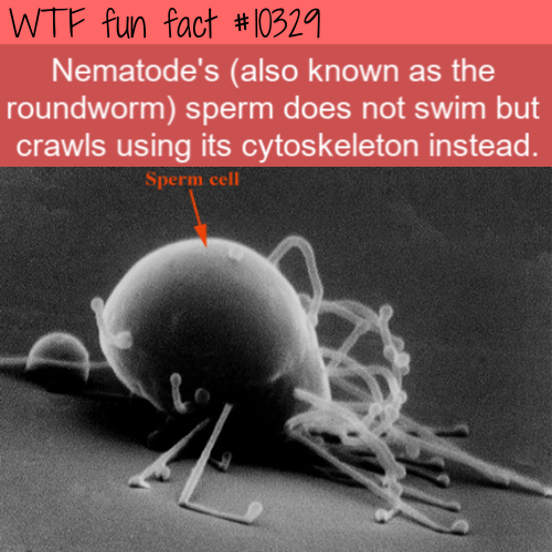 photo caption - Wtf fun fact Nematode's also known as the roundworm sperm does not swim but crawls using its cytoskeleton instead. Sperm cell