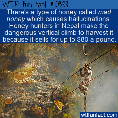 himalayan bees - Wtf fun fact There's a type of honey called mad honey which causes hallucinations. Honey hunters in Nepal make the dangerous vertical climb to harvest it because it sells for up to $80 a pound. wtffunfact.com