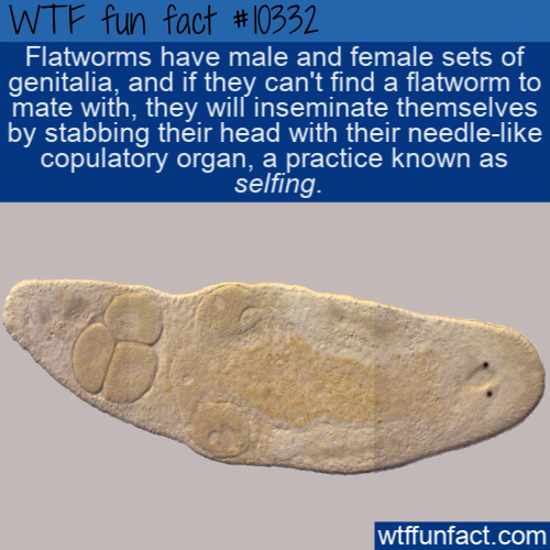 jaw - Wtf fun fact Flatworms have male and female sets of genitalia, and if they can't find a flatworm to mate with, they will inseminate themselves by stabbing their head with their needle copulatory organ, a practice known as selfing. wtffunfact.com