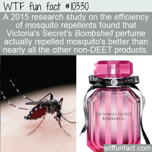 glass bottle - Wtf fun fact A 2015 research study on the efficiency of mosquito repellents found that Victoria's Secret's Bombshell perfume actually repelled mosquito's better than nearly all the other nonDeet products. Floria'S For Corses Secret Victoria