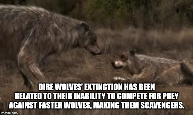 successful white man meme - Dire Wolves' Extinction Has Been Related To Their Inability To Compete For Prey Against Faster Wolves, Making Them Scavengers. imgflip.com