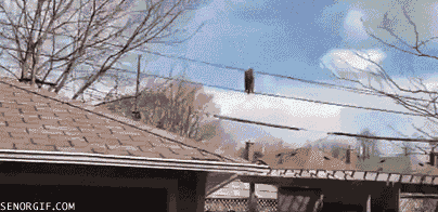 raccoon wire gif - Senorgif.Com