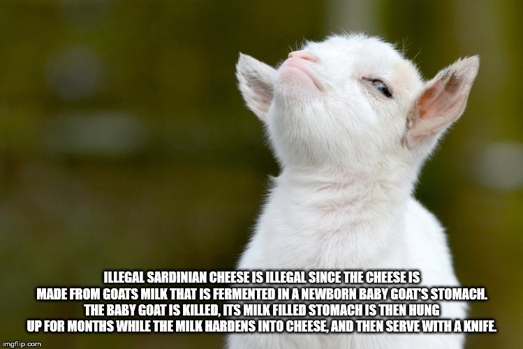 Illegal Sardinian Cheese Is Illegal Since The Cheese Is Made From Goats Milk That Is Fermented In A Newborn Baby Goat'S Stomach. The Baby Goat Is Killed. Its Milk Filled Stomach Is Then Hung Up For Months While The Milk Hardens Into Cheese, And Then Serve