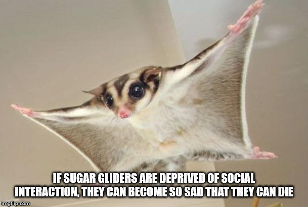 sugar gliders as pets - If Sugar Gliders Are Deprived Of Social Interaction. They Can Become So Sad That They Can Die imgflip.com