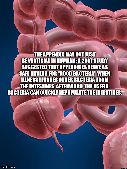 do we have an appendix - The Appendix May Not Just Bevestigial In Humans; A 2007 Study Suggested That Appendices Serve As Safe Havens For Good Bacteria" When Illness Flushes Other Bacteria From The Intestines. Afterward, The Useful Bacteria Can Quickly Re