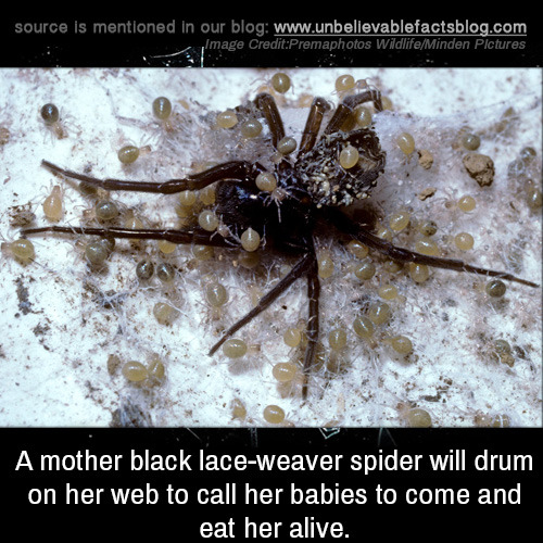 black lace weaver spider babies - source is mentioned in our blog Image CreditPremaphotos WildlifeMinden Pictures A mother black laceweaver spider will drum on her web to call her babies to come and eat her alive.