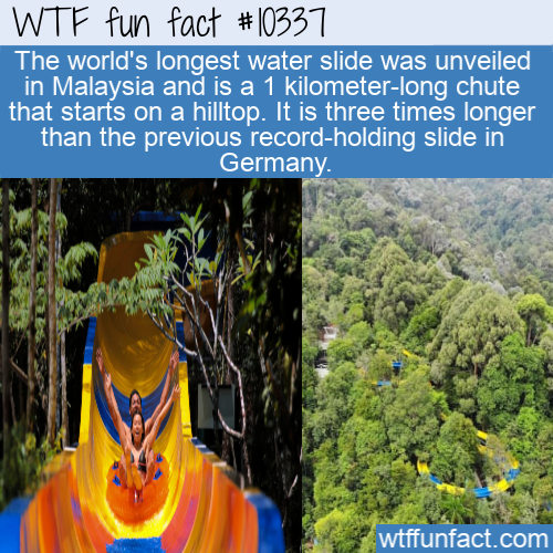 tree - Wtf fun fact The world's longest water slide was unveiled in Malaysia and is a 1 kilometerlong chute that starts on a hilltop. It is three times longer than the previous recordholding slide in Germany. wtffunfact.com