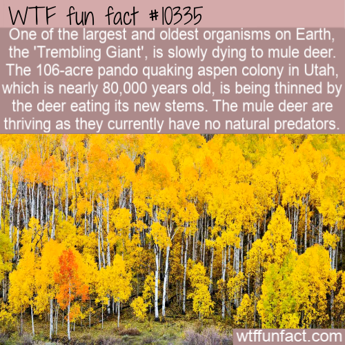 nature - Wtf fun fact One of the largest and oldest organisms on Earth, the 'Trembling Giant', is slowly dying to mule deer. The 106acre pando quaking aspen colony in Utah, which is nearly 80,000 years old, is being thinned by the deer eating its new stem