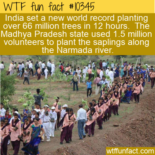 india plants 66 million trees - Wtf fun fact India set a new world record planting over 66 million trees in 12 hours. The Madhya Pradesh state used 1.5 million volunteers to plant the saplings along the Narmada river. wtffunfact.com