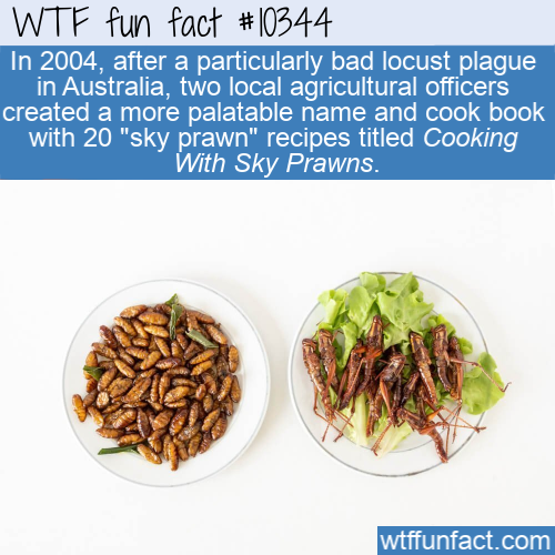vegetarian food - Wtf fun fact In 2004, after a particularly bad locust plague in Australia, two local agricultural officers created a more palatable name and cook book with 20 "sky prawn" recipes titled Cooking With Sky Prawns. wtffunfact.com