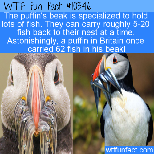 beak - Wtf fun fact The puffin's beak is specialized to hold lots of fish. They can carry roughly 520 fish back to their nest at a time. Astonishingly, a puffin in Britain once carried 62 fish in his beak! wtffunfact.com