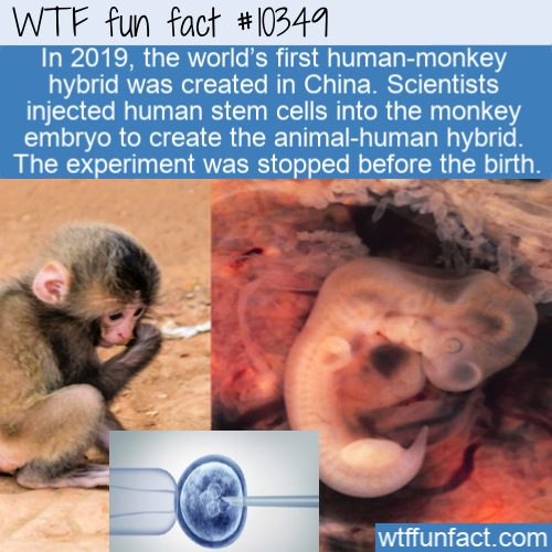 photo caption - Wtf fun fact In 2019, the world's first humanmonkey hybrid was created in China. Scientists injected human stem cells into the monkey embryo to create the animalhuman hybrid. The experiment was stopped before the birth. wtffunfact.com