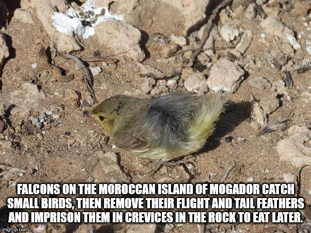 beak - Falcons On The Moroccan Island Of Mogador Catch Small Birds, Then Remove Their Flight And Tail Feathers And Imprison Them In Crevices In The Rock To Eat Later imgflip.com