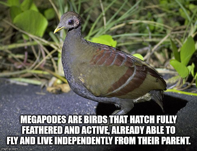 beak - Megapodes Are Birds That Hatch Fully Feathered And Active, Already Able To Fly And Live Independently From Their Parent. imgflip.com