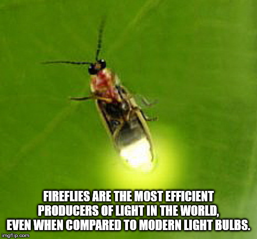 Fireflies Are The Most Efficient Producers Of Light In The World. Even When Compared To Modern Light Bulbs. imgflip.com