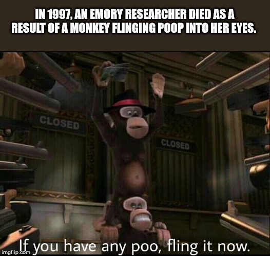 if you have any poo fling it now - In 1997. An Emory Researcher Died As A Result Of A Monkey Flinging Poop Into Her Eyes. Closed Closed morin.f you have any poo, fling it now.