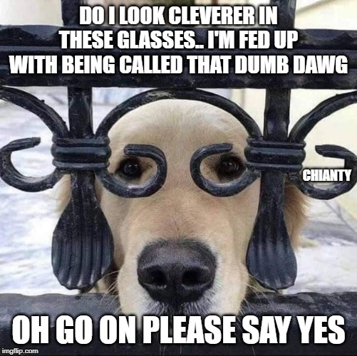 Do I Look Cleverer In These Glasses. I'M Fed Up With Being Called That Dumb Dawg Chianty Oh Go On Please Say Yes imgflip.com