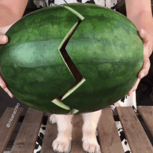 dog watermelon gif - Ochoachiko