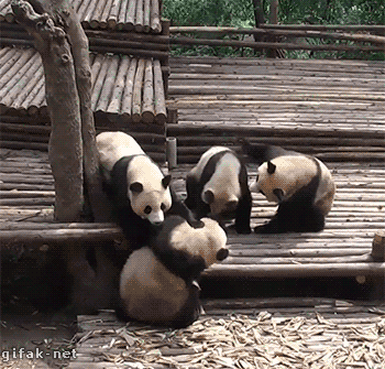 wrestling panda gif - gifaknet