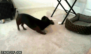 cute dachshund gifs - Senorgif.Com