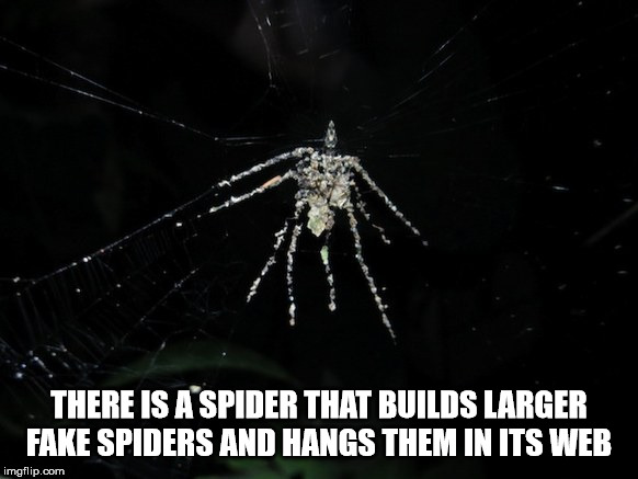 spider web - There Is A Spider That Builds Larger Fake Spiders And Hangs Them In Its Web imgflip.com