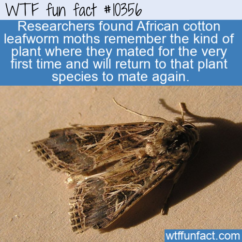 spodoptera littoralis - Wtf fun fact Researchers found African cotton leafworm moths remember the kind of plant where they mated for the very first time and will return to that plant species to mate again. wtffunfact.com