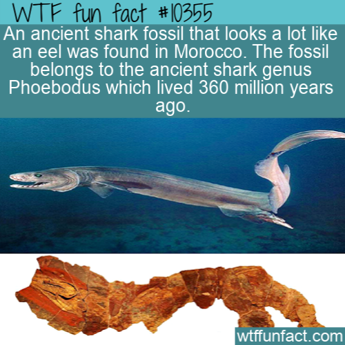 marine biology - Wtf fun fact An ancient shark fossil that looks a lot an eel was found in Morocco. The fossil belongs to the ancient shark genus Phoebodus which lived 360 million years ago. wtffunfact.com