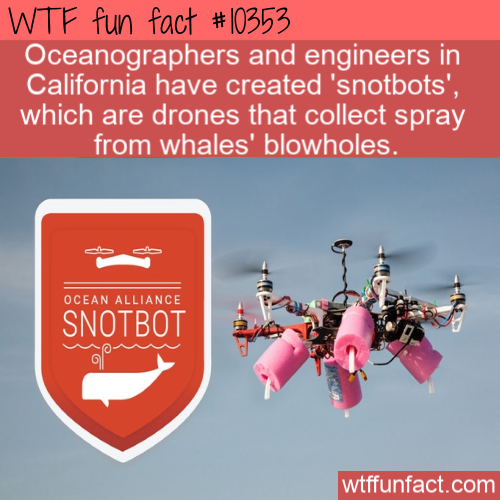 snotbot whale drone - Wtf fun fact Oceanographers and engineers in California have created 'snotbots', which are drones that collect spray from whales' blowholes, es Ocean Alliance Snotbot wtffunfact.com