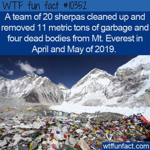 everest - Wtf fun fact A team of 20 sherpas cleaned up and removed 11 metric tons of garbage and four dead bodies from Mt. Everest in April and May of 2019. Ve wtffunfact.com